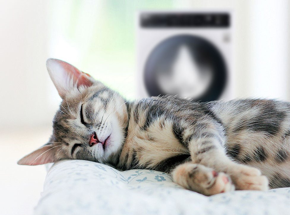 cat-wm-bg.jpg